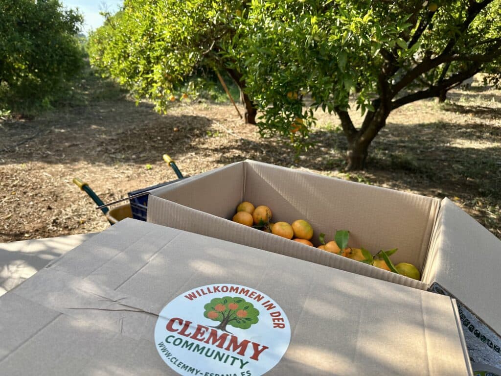 Baum adoptieren Spanien – Clementinenbaum Adoption an der Costa Blanca bei Dénia auf nachhaltiger Plantage mit eigener Ernte