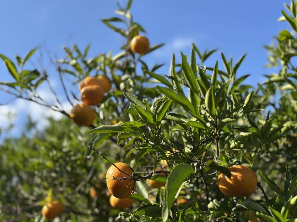Baumpatenschaft Spanien verschenken – Clementinenbaum verschenken an der Costa Blanca nahe Dénia mit nachhaltiger Landwirtschaft und eigener Ernte